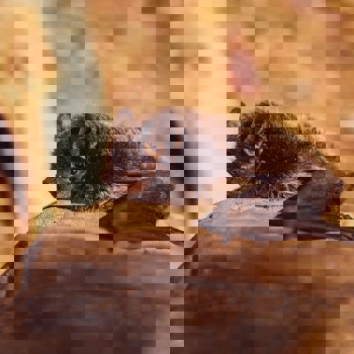 Vleermuis Spouwmuurisolatie
