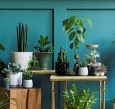 planten groen in huis
