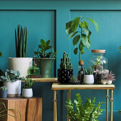 planten groen in huis