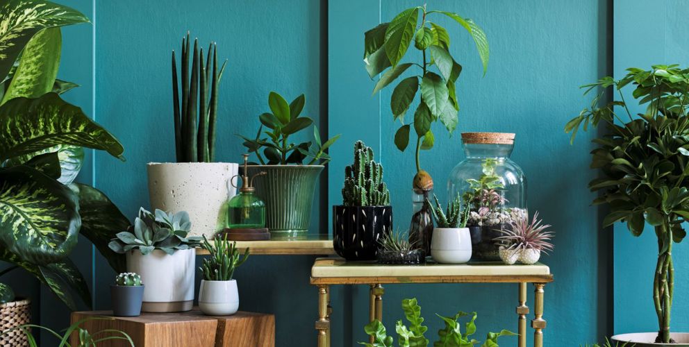 planten groen in huis